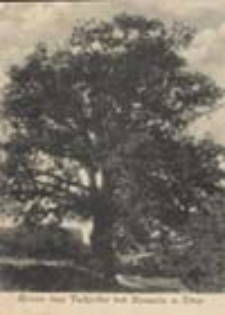 Nowa Sól / Neusalz; Gruss aus Tschiefer bei Neusalz a. Oder