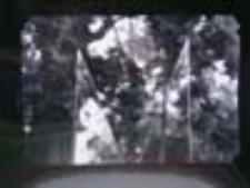 Nie-obecność w naturze [2]