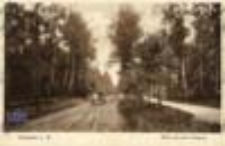 Skwierzyna / Schwerin a. W.; Motiv aus dem Stadtpark