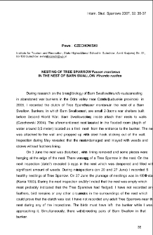 Nesting of tree sparrow "Passer montanus" in the nest of barn swallow "Hirundo rustica"