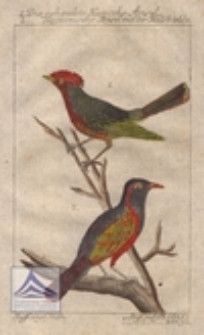 Die gehaeubte Kapsche Amsel ; Die Kagennische Amsel mit der Halsbinde