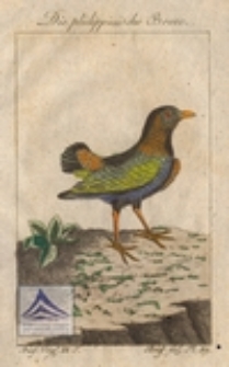 Die philippinische Breve