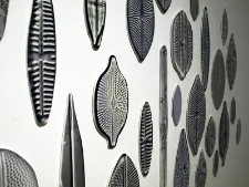 Okrzemki, z cyklu: Ciało posthumanizmu - Życie liminalne